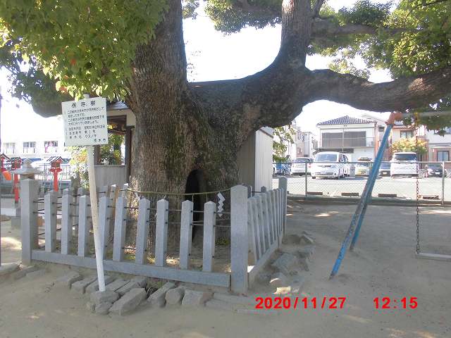 保存樹