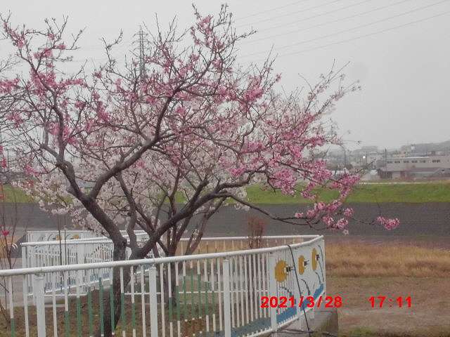 21 10 06 水 花桃街道の構想