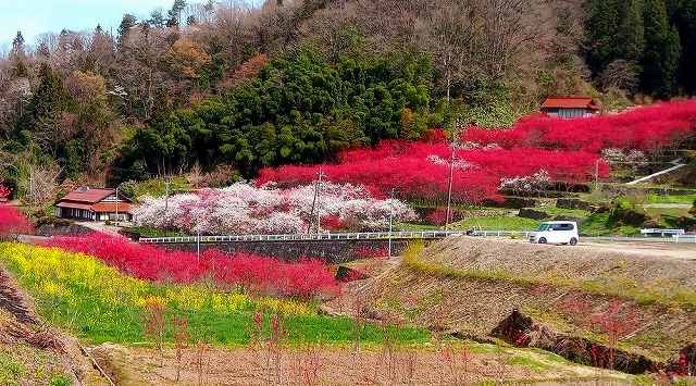 21 10 06 水 花桃街道の構想